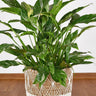Variegated Sensation Peace Lily