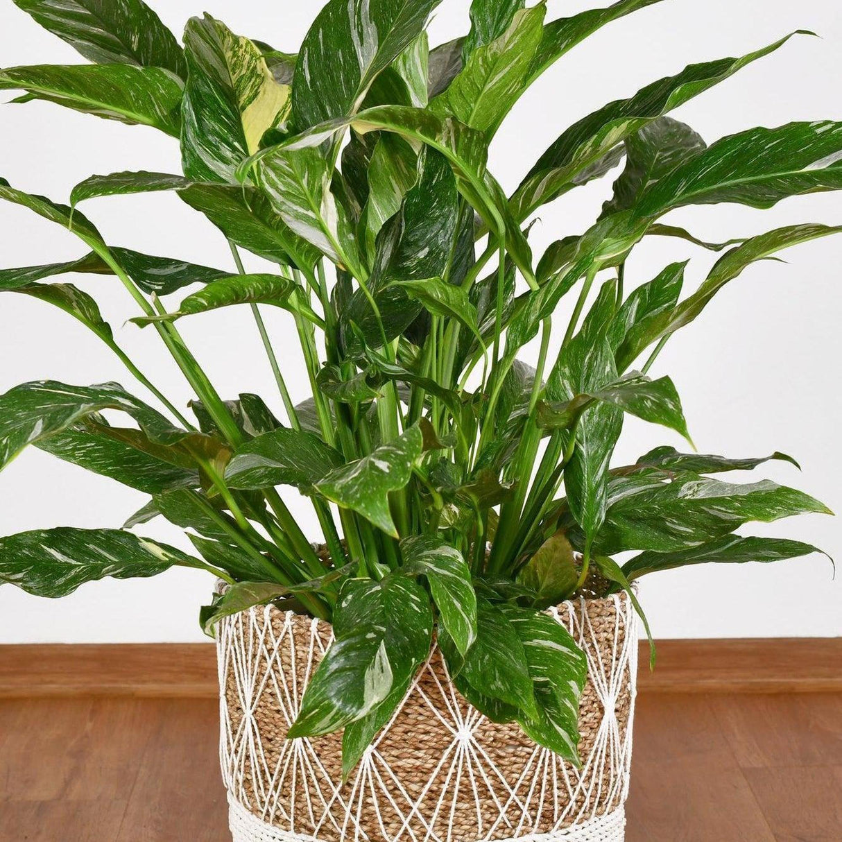 Variegated Sensation Peace Lily - Spathiphyllum 'Sensation Variegated'-Evergreen,Flowering,Indoor,Moderate Water,Partial Shade,Slow Growing,Tropical-Nursery Near Me