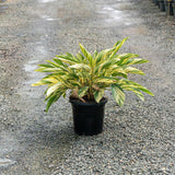 Variegated Shell Ginger - Alpinia zerumbet 'Variegata'-Evergreen,Flowering,Moderate Growing,Moderate Water,Ornamental,Outdoor,Partial Shade,Tropical-Nursery Near Me