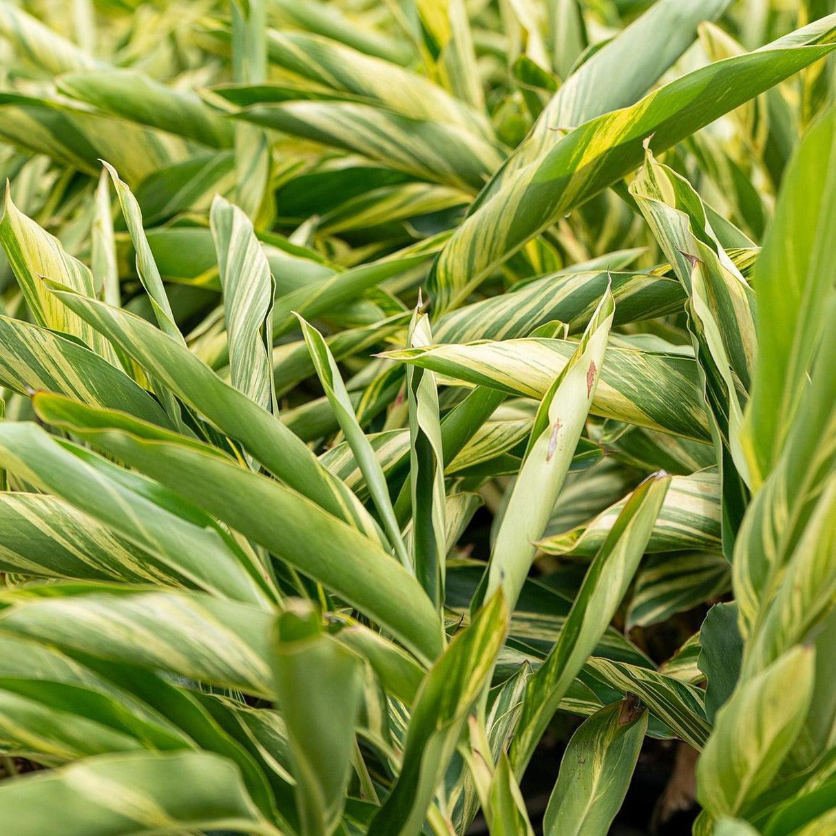 Variegated Shell Ginger - Alpinia zerumbet 'Variegata'-Evergreen,Flowering,Moderate Growing,Moderate Water,Ornamental,Outdoor,Partial Shade,Tropical-Nursery Near Me