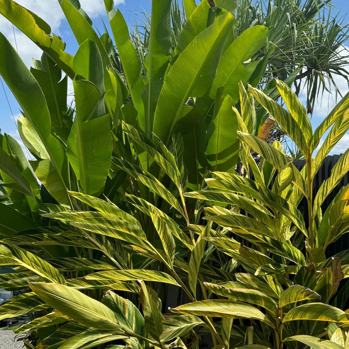 Variegated Shell Ginger - Alpinia zerumbet 'Variegata'-Evergreen,Flowering,Moderate Growing,Moderate Water,Ornamental,Outdoor,Partial Shade,Tropical-Nursery Near Me