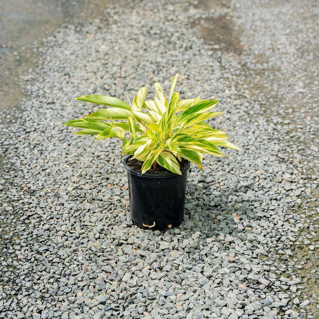 Variegated Shell Ginger - Alpinia zerumbet 'Variegata'-Evergreen,Flowering,Moderate Growing,Moderate Water,Ornamental,Outdoor,Partial Shade,Tropical-Nursery Near Me