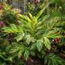 Variegated Shell Ginger