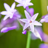 Variegated Society Garlic