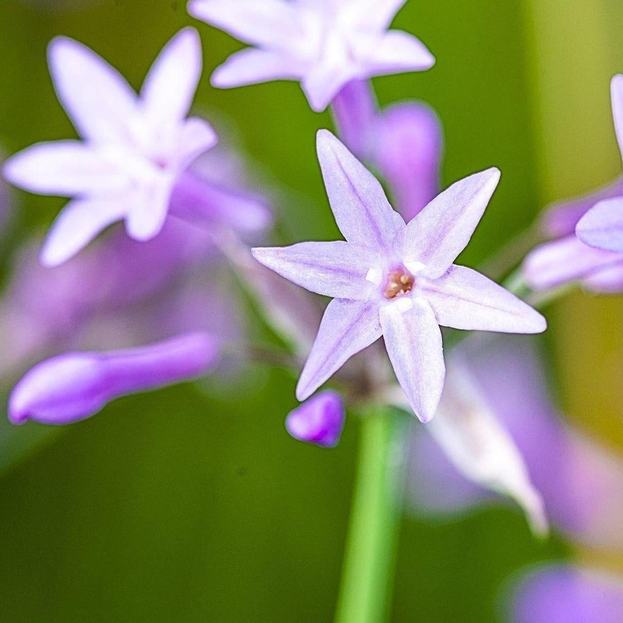 Variegated Society Garlic - Tulbaghia violacea 'Variegata'-Evergreen,Flowering,Full Sun,Moderate Water,Ornamental,Outdoor,Shrub,Slow Growing-Nursery Near Me