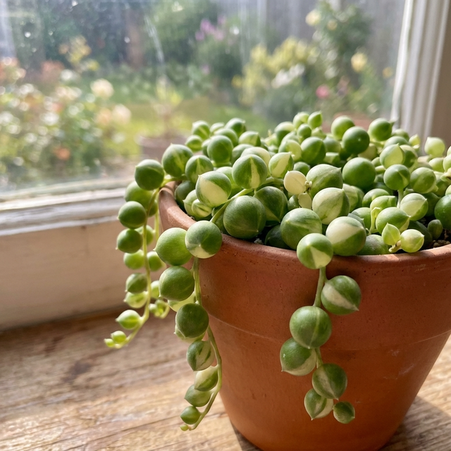 The Variegated String of Pearls – Senecio rowleyanus ‘Variegata’ is a trailing succulent displayed in a small terracotta pot on a sunny windowsill, enjoying views of the garden outside.
