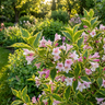 Variegated Weigela