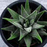 Veined Haworthia