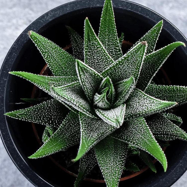 Veined Haworthia - Haworthia tessellata-Evergreen,Full Shade,Indoor,Low Water,Ornamental,Slow Growing,Succulent-Nursery Near Me