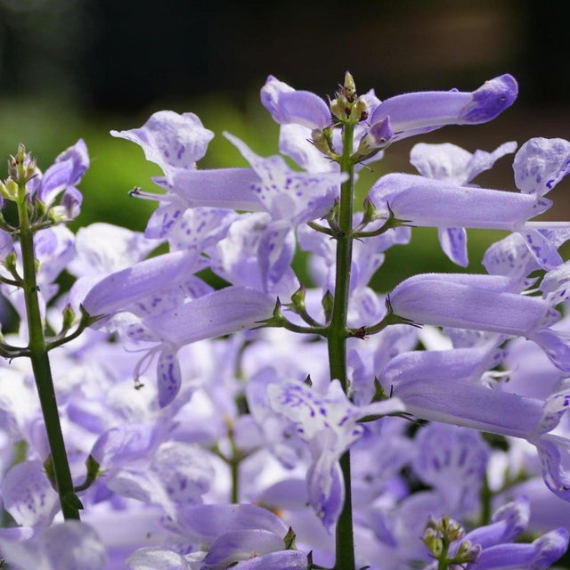 lavender spur flower Velvet Elvis Spur Flower - Plectranthus 'Velvet Elvis'