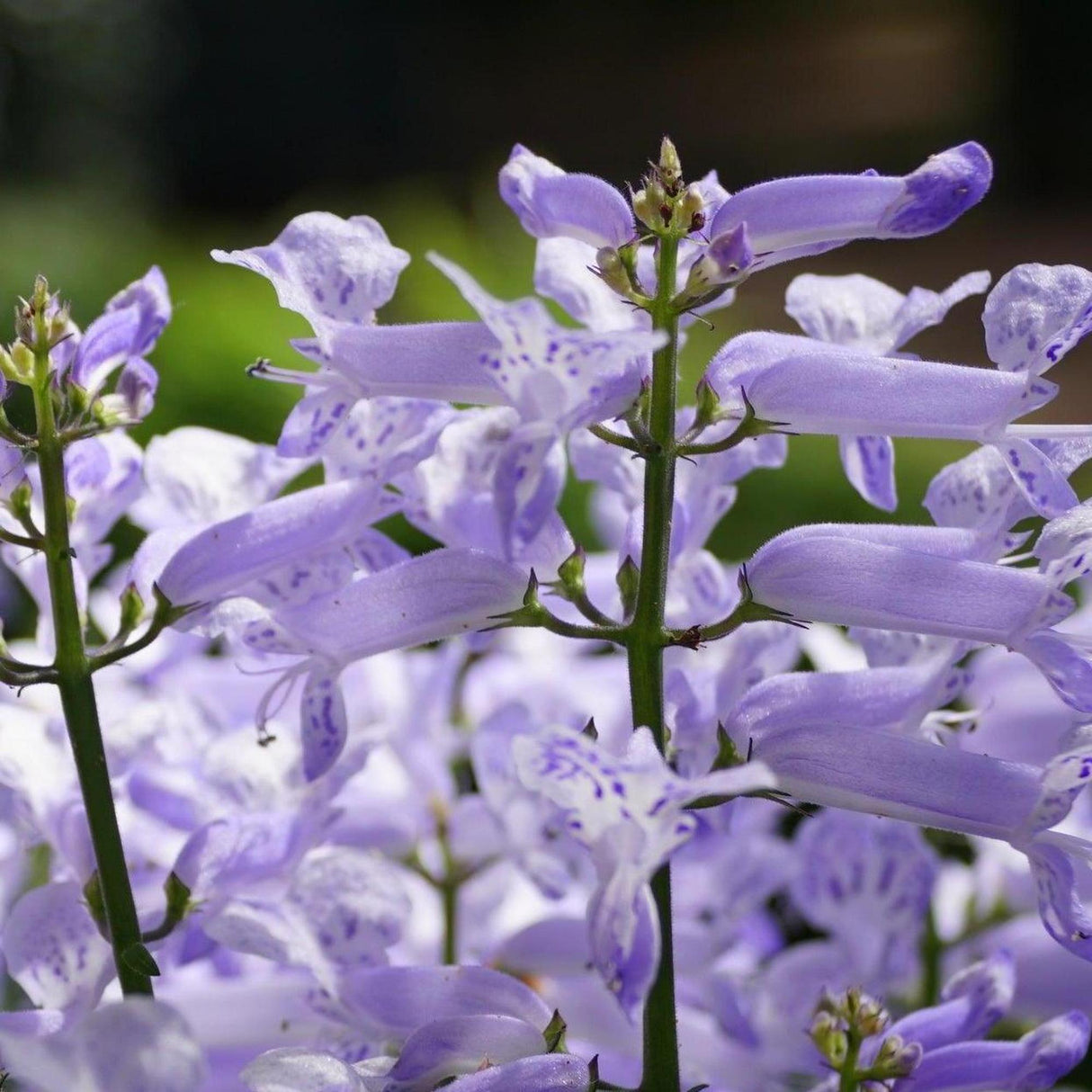 Velvet Elvis Spur Flower - Plectranthus 'Velvet Elvis'-Evergreen,Flowering,Moderate Water,Ornamental,Outdoor,Partial Shade,Slow Growing-Nursery Near Me