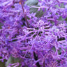 Velvet Idol Spur Flower