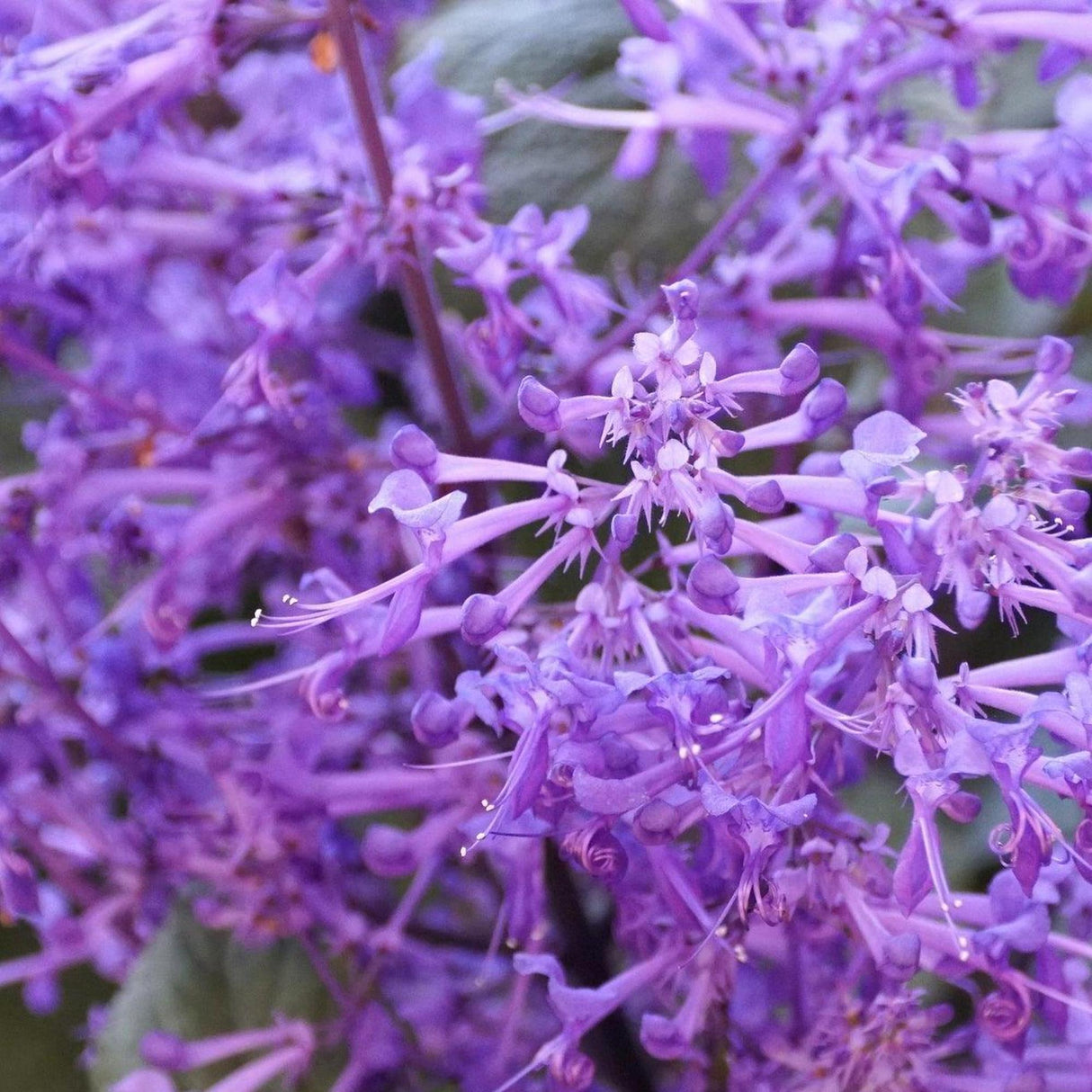 Velvet Idol Spur Flower - Plectranthus 'Velvet Idol'-Evergreen,Flowering,Moderate Water,Ornamental,Outdoor,Partial Shade,Slow Growing-Nursery Near Me