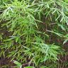 Verigated Malay Dwarf Bamboo