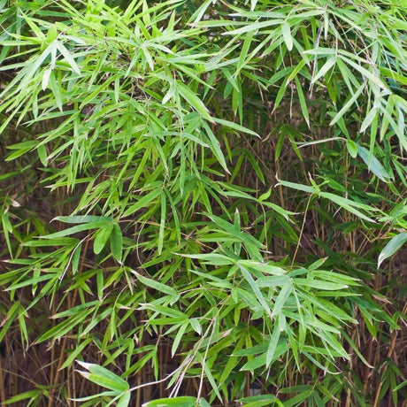 Verigated Malay Dwarf Bamboo - Bambusa heterostachya Variegated-Bamboo,Evergreen,Fast Growing,Full Sun,Moderate Water,Outdoor,Screening-Nursery Near Me