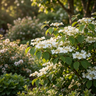Viburnum plicatum ‘Lanarth’