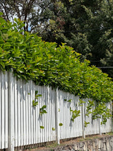 Emerald Lustre Viburnum - Viburnum odoratissimum 'Emerald Lustre'