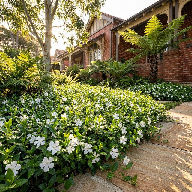 A brick house is surrounded by a lush garden of shade-tolerant ferns, white Vinca minor ‘Alba’ flowers, and evergreen ground cover beneath warm sunlight.