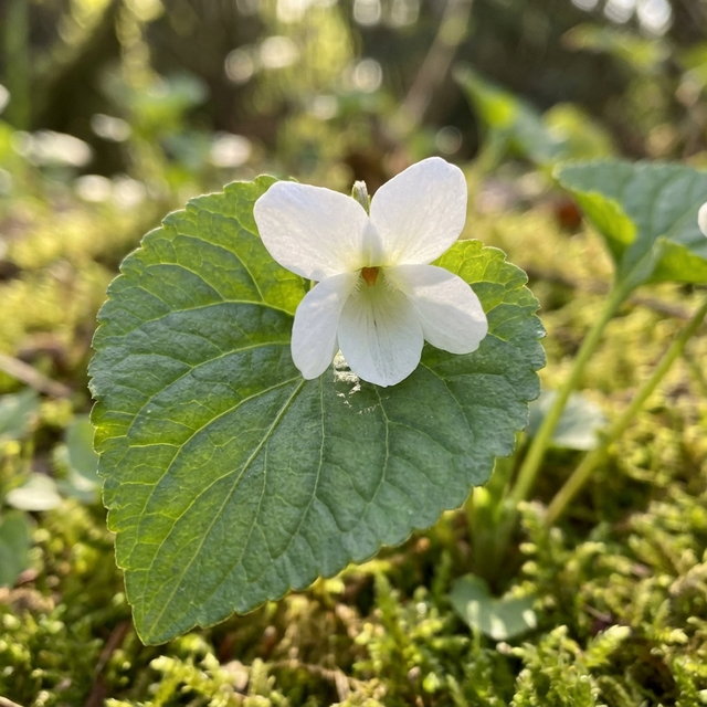 Viola odorata ‘Conte di Brazza’ is a white wildflower with heart-shaped green leaves that thrives in sunlight and moss, providing a fragrant ground cover.