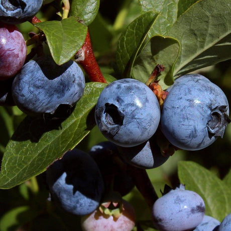 Vitality Blueberry - Vaccinium 'Vitality'-Deciduous,Fruiting,Full Sun,Moderate Growing,Moderate Water,Outdoor,Shrub-Nursery Near Me