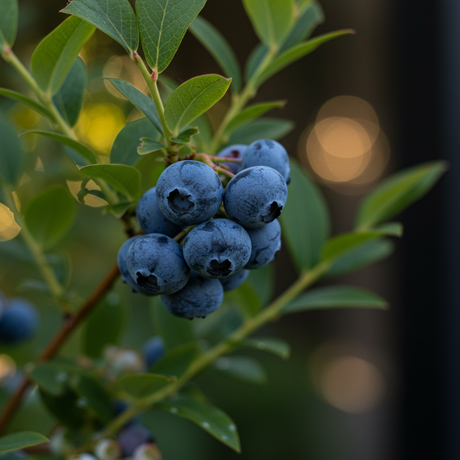 A cluster of ripe Vitality Blueberry - Vaccinium 'Vitality', antioxidant-rich berries growing on a leafy branch, set against a soft, blurred background.