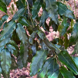 WATERHOUSIA floribunda ‘Green Avenue’ - Ex Ground-Evergreen,Ex Ground,Fast Growing,Full Sun,Moderate Water,Native,Outdoor,Screening,Tree-Nursery Near Me