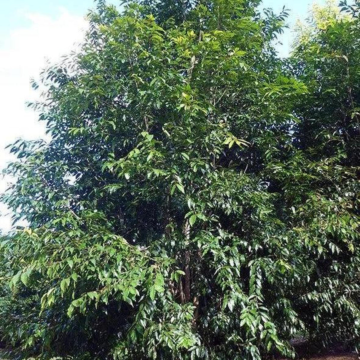 WATERHOUSIA floribunda ‘Green Avenue’ - Ex Ground-Evergreen,Ex Ground,Fast Growing,Full Sun,Moderate Water,Native,Outdoor,Screening,Tree-Nursery Near Me