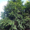 WATERHOUSIA floribunda ‘Green Avenue’ (Weeping Lilly Pilly)