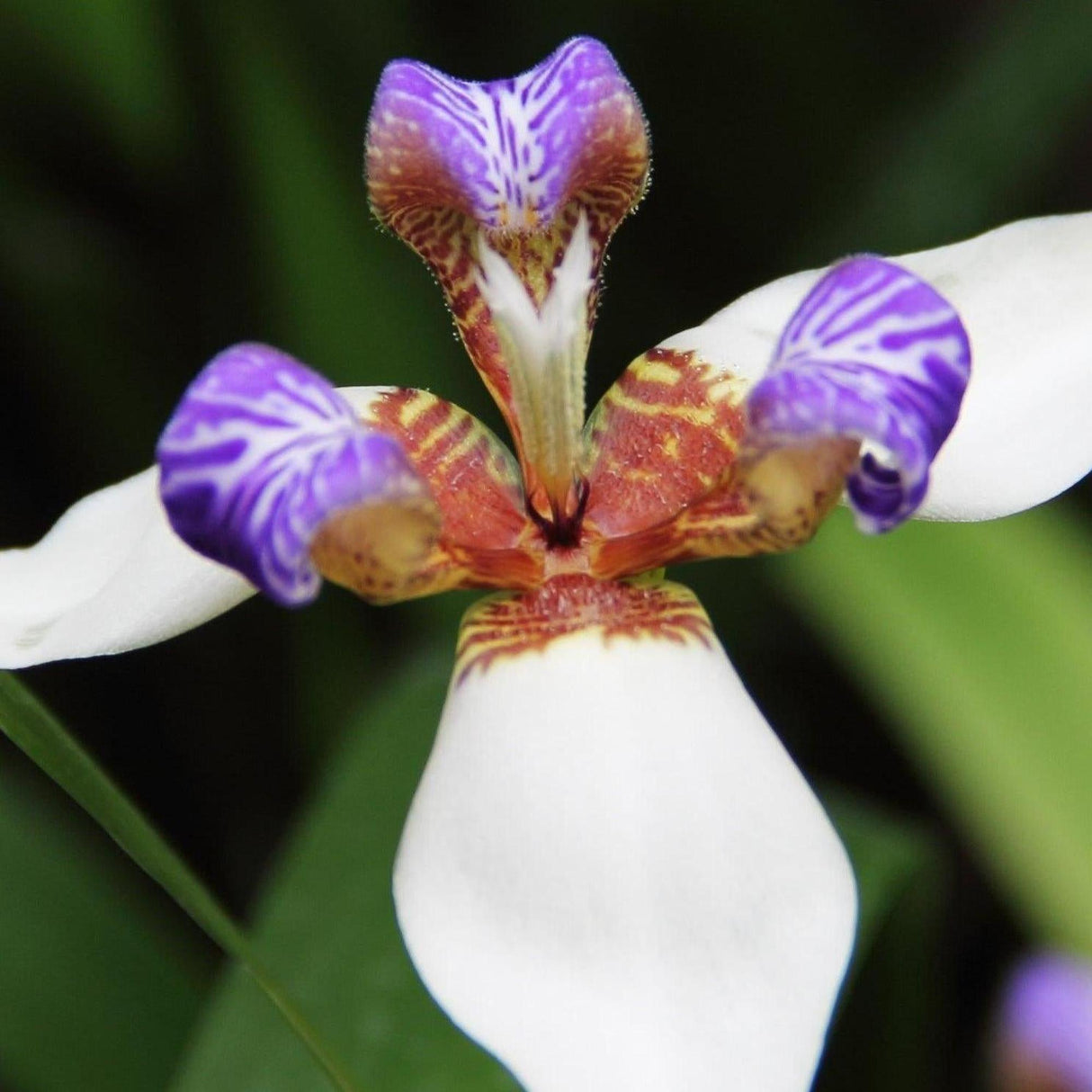 Walking Iris - Neomarica gracilis-Evergreen,Flowering,Moderate Growing,Moderate Water,Outdoor,Partial Shade,Shrub,Tropical-Nursery Near Me