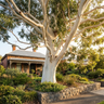 Wallangarra White Gum