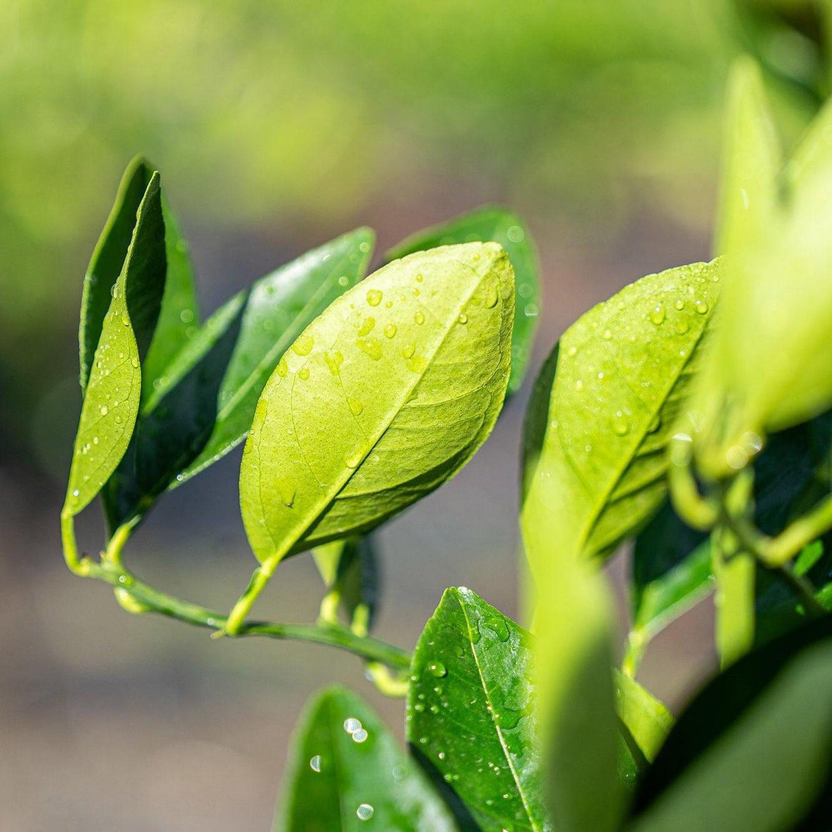 Washington Navel Orange Tree - Citrus sinensis-Evergreen,Fruiting,Full Sun,Moderate Growing,Moderate Water,Outdoor,Tree-Nursery Near Me