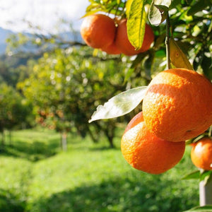 Washington Navel Orange Tree