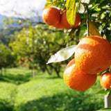 Washington Navel Orange Tree - Citrus sinensis-Evergreen,Fruiting,Full Sun,Moderate Growing,Moderate Water,Outdoor,Tree-Nursery Near Me