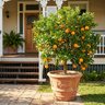 Washington Navel Orange Tree