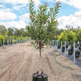 Water Gum Tree - Tristaniopsis laurina-Evergreen,Full Sun,Moderate Growing,Moderate Water,Native,Outdoor,Screening,Tree-Nursery Near Me