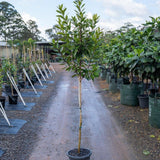 Water Gum Tree - Tristaniopsis laurina-Evergreen,Full Sun,Moderate Growing,Moderate Water,Native,Outdoor,Screening,Tree-Nursery Near Me