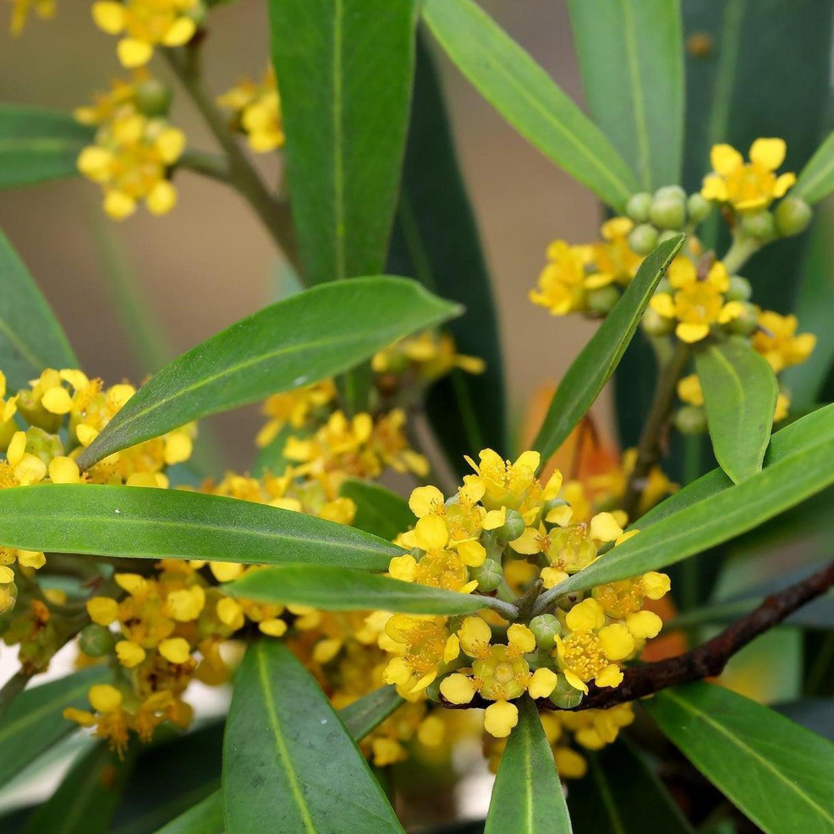 Water Gum Tree - Tristaniopsis laurina-Evergreen,Full Sun,Moderate Growing,Moderate Water,Native,Outdoor,Screening,Tree-Nursery Near Me