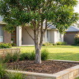 A Tristaniopsis laurina (Water Gum Tree), an Australian native evergreen, is planted in a neat suburban yard’s mulched, stone-bordered garden bed.