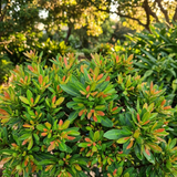 Water Gum - Tristaniopsis ‘Sprite’ features pointed green leaves with red tips and lush foliage. This compact, evergreen tree thrives in sunlight, offering low-maintenance beauty and vibrant appeal for any garden.