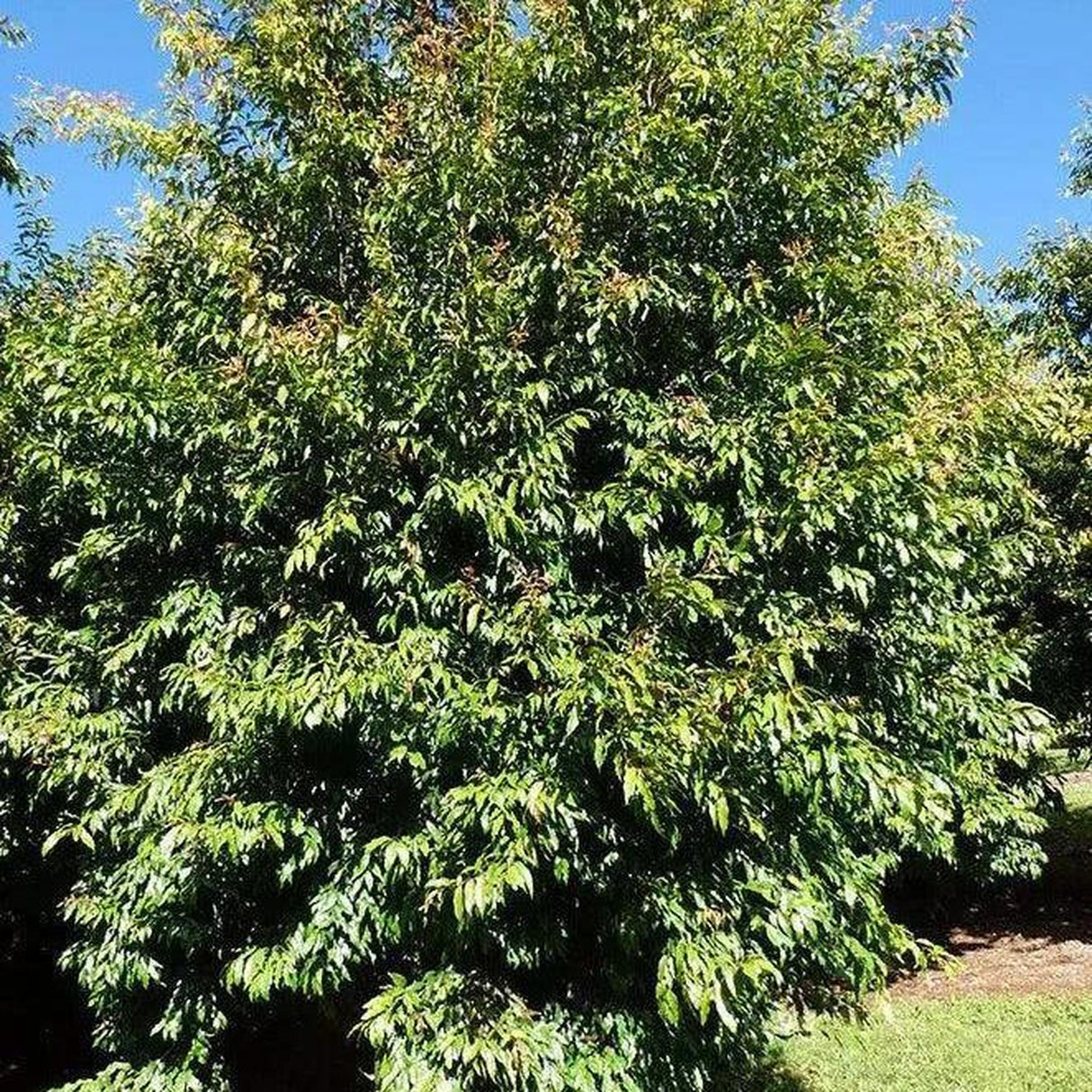 Dense green foliage of the Waterhousia floribunda ‘Warners Select’ (Weeping Lilly Pilly) - Ex Ground tree stands tall in sunlight against a clear blue sky.