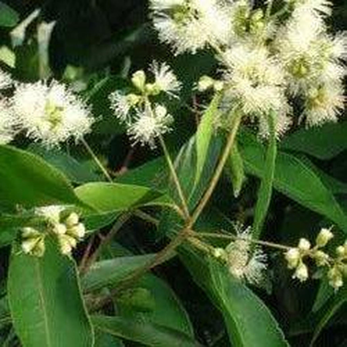 Waterhousia floribunda (Weeping Lilly Pilly) - Ex Ground-Evergreen,Ex Ground,Fast Growing,Full Sun,Moderate Water,Native,Outdoor,Screening,Tree-Nursery Near Me