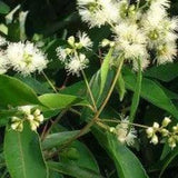 Waterhousia floribunda (Weeping Lilly Pilly) - Ex Ground-Evergreen,Ex Ground,Fast Growing,Full Sun,Moderate Water,Native,Outdoor,Screening,Tree-Nursery Near Me