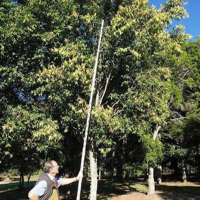 Waterhousia floribunda (Weeping Lilly Pilly) - Ex Ground-Evergreen,Ex Ground,Fast Growing,Full Sun,Moderate Water,Native,Outdoor,Screening,Tree-Nursery Near Me