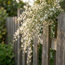 Weeping Bridal Veil