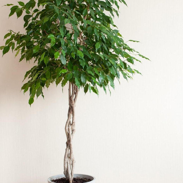 Weeping Fig - Ficus benjamina-Evergreen,Indoor,Moderate Water,Ornamental,Partial Shade,Slow Growing,Tropical-Nursery Near Me