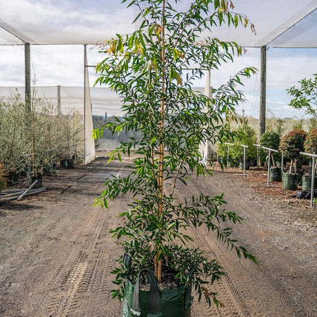 Weeping Lilly Pilly Tree - Waterhousia floribunda-Evergreen,Full Sun,Moderate Water,Native,Outdoor,Screening,Slow Growing,Tree-Nursery Near Me