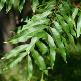 Weeping Lilly Pilly Tree - Waterhousia floribunda-Evergreen,Full Sun,Moderate Water,Native,Outdoor,Screening,Slow Growing,Tree-Nursery Near Me