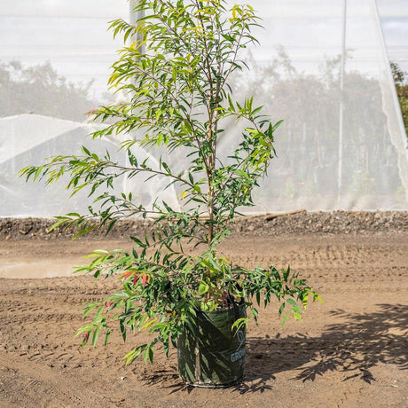 Weeping Lilly Pilly Tree - Waterhousia floribunda-Evergreen,Full Sun,Moderate Water,Native,Outdoor,Screening,Slow Growing,Tree-Nursery Near Me