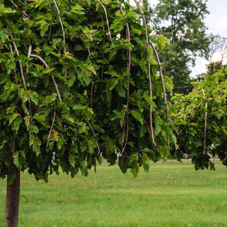 Weeping Mulberry Standards - Morus alba 'Pendula'-Deciduous,Fruiting,Full Sun,Moderate Growing,Moderate Water,Outdoor,Tree-Nursery Near Me