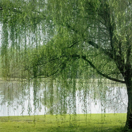 Weeping Tea Tree - Leptospermum madidum-Evergreen,Fast Growing,Full Sun,Moderate Water,Native,Outdoor,Tree-Nursery Near Me